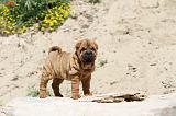 SHAR-PEI 075